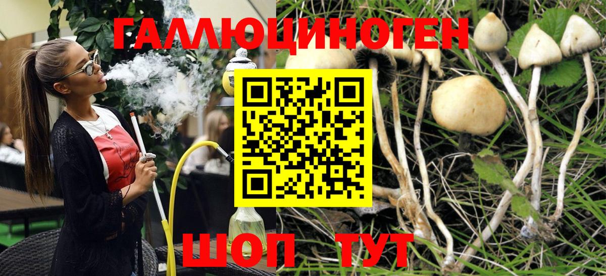 Камышлов  Псилоцибиновые грибы мицелий  Вход с VPN 